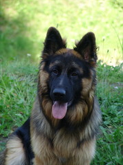 Berger Allemand