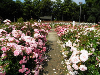 Róża  8 © Tomasz Sergej