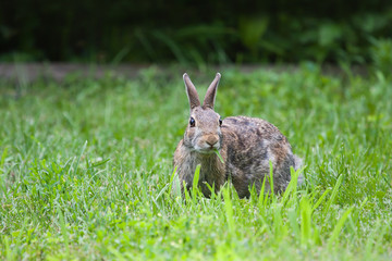 Jack Rabbit Eating