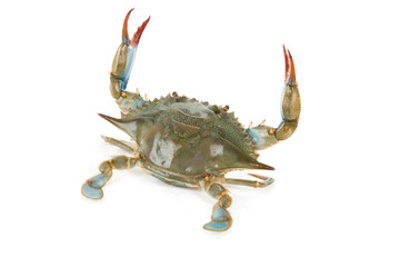 Blue Crab