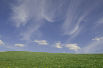 saftige Wiese