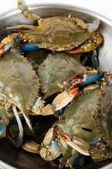 Blue Crab