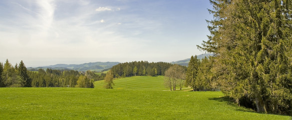 Obraz premium Schwarzwaldtanne