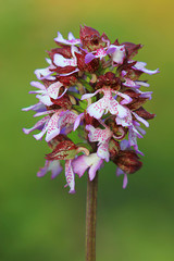 Orchidea Spontanea - (Orchis purpurea)