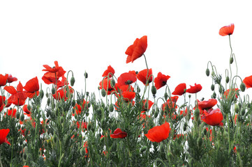 Obraz premium red poppies