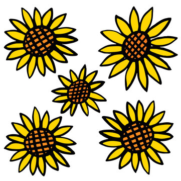 Five sunflowers on white an illustration