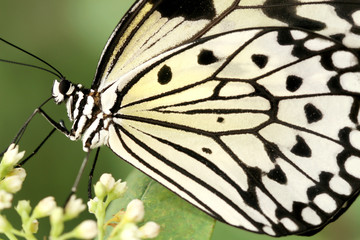 Black and White Butterfly (Idea Leuconoe)