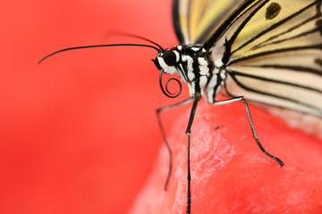 Naklejka premium Black and White Butterfly (Idea Leuconoe)