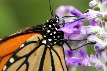 Monarch Butterfly