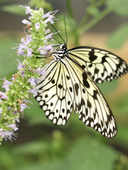 Black and White Butterfly (Idea Leuconoe)