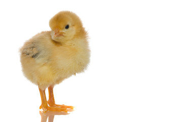 cute baby chicks,