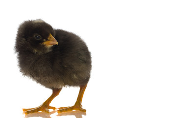 cute baby chicks,