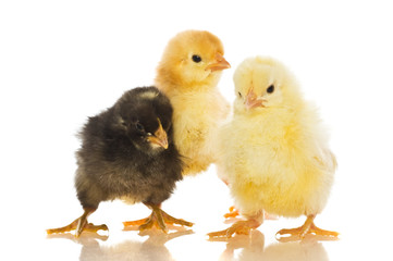 cute baby chicks,
