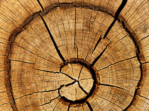 Cut of a tree an oak