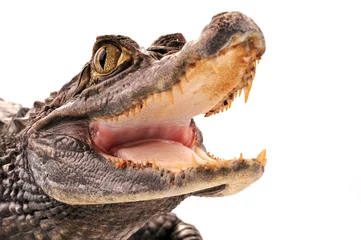 Fotobehang Krokodil Krokodil