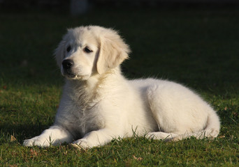 golden retriever
