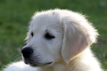 golden retriever
