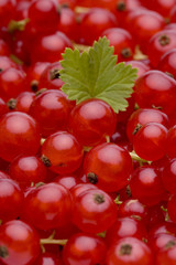 Rote Johannisbeeren