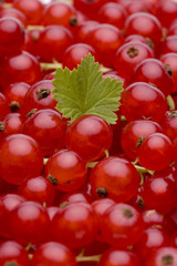 Rote Johannisbeeren