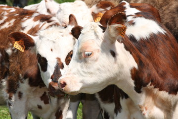 Veaux de Normandie