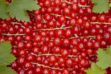 Rote Johannisbeeren