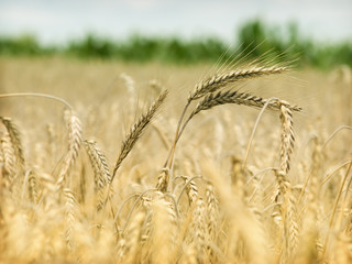 golden wheat