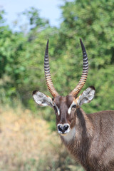 Antilope