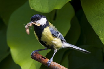 Obraz premium Kohlmeise mit Beuteinsekt