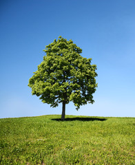 Fototapeta na wymiar Baum im Feld