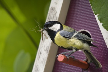 Fototapeta premium Kohlmeise am Vogelhaus