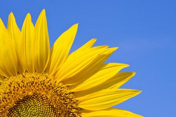 sunflower against a sky background