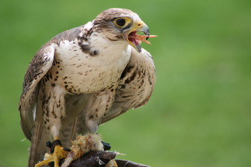 Falke beim fressen