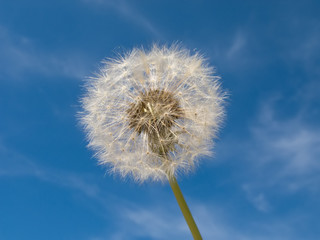 Flower on blue sky
