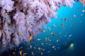 Korallenblock mit Taucher