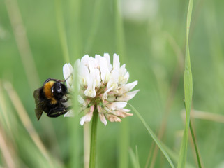 Hummel auf Kleeblüte