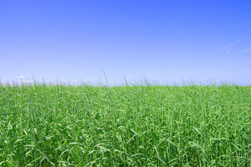 Green grass, the blue sky and white clouds