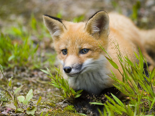 mammal  red fox F
