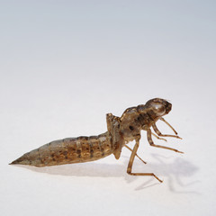 dragonfly larva