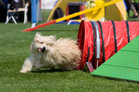 Berger des Pyr&eacute;n&eacute;es