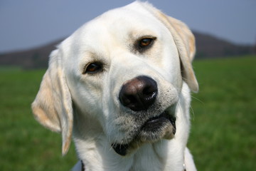Labrador