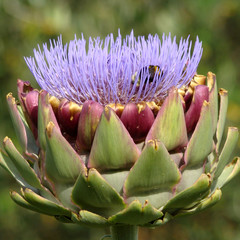 flower of artichoke