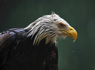 Bald Eagle in the rain