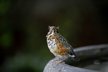 Baby Robin Just out of the Nest