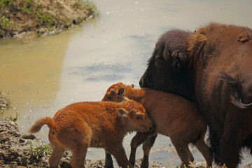 Bison with Babies