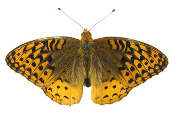 Fototapeta premium Great spangled fritillary butterfly