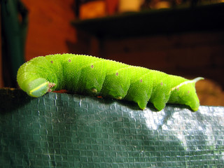 Grüne Raupe im Garten