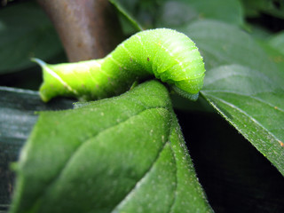 Grüne Raupe im Garten