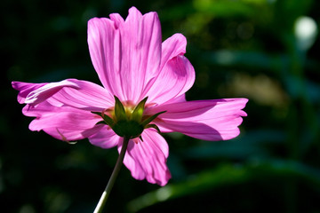 Fototapeta premium Cosmea Blume