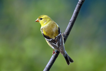 American Goldfinch