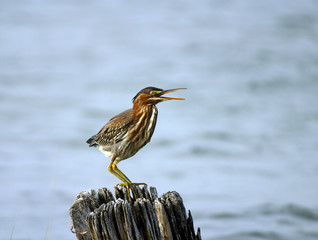 Green Heron Calling from Pier